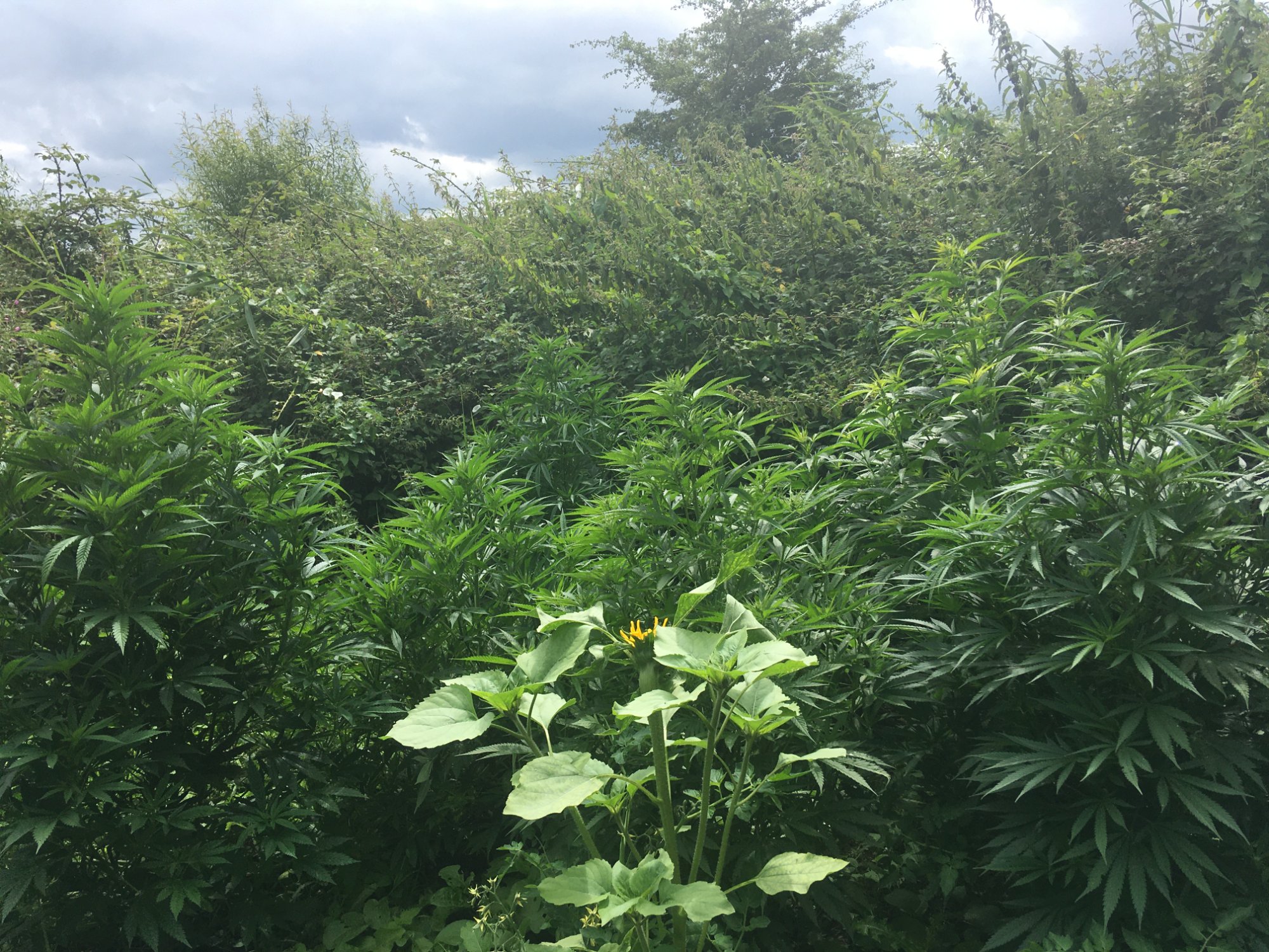 Burrow Mump — The garden under sky. The Sister in full growth. The stinging nettle perimeter.