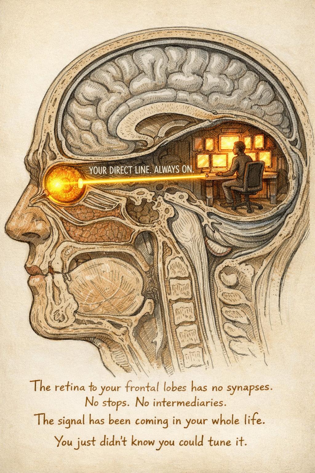 The retina to your frontal lobes has no synapses. No stops. No intermediaries.
